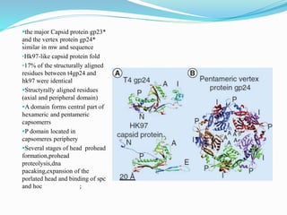 `
the major Capsid protein gp23*
and the vertex protein gp24*
similar in mw and sequence
•Hk97-like capsid protein fold
•17% of the structurally aligned
residues between t4gp24 and
hk97 were identical
Structyrally aligned residues
(axial and peripheral domain)
A domain forms central part of
hexameric and pentameric
capsomerrs
P domain located in
capsomeres periphery
Several stages of head prohead
formation,prohead
proteolysis,dna
pacaking,expansion of the
porlated head and binding of spc
and hoc ;
 