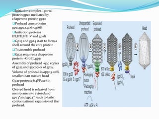 Initiation complex –portal
protein gp20 mediated by
chaperone protein gp40
Prohead core proteins
gp21,gp22,gp67,gp68
Initiation proteins
IPI,IPII,IPIIIV and gpalt
Gp23 and gp24 start to form a
shell around the core protein
To assemble prohead
Gp23 requires 2 chaperone
protein –GroEL,gp31
Assembly of prohead -930 copies
of gp23 and 55 copies of gp24
Volume of prohead is app 15-20%
smaller than mature head
Gp21-protease (t4PPase) in
prohead
Cleaved head is released from
membrane into cytosoland
gp23*and gp24* leads to larfe
conformational expansion of the
prohead.
 