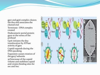 gp17 and gp16 complex cleaves
the dna and associates the
cleaved end
Terminase –DNA complex
created
Dodecameric portal protein
gp20 at the vertex of the
prohead
Gp16 initiates the dna
translocation by ATPase
activity of gp17
Capsid expands during the
DNA pacaking
Expansion causes rotation of
the gp23*subunits
50%increase of the capsid
volume and stabilises capsid
and creates binding sites for
soc and hoc
 