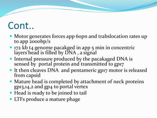 Cont..
 Motor generates forces app 60pn and trabslocation rates up
to app 2000bp/s
 172 kb t4 genome pacakged in app 5 min in concentric
layers’head is filled by DNA , a signal
 Internal pressure produced by the pacakaged DNA is
sensed by portal protein and transmitted to gp17
 It then cleaves DNA and pentameric gp17 motor is released
from capsid
 Mature head is completed by attachment of neck proteins
gp13,14,2 and gp4 to portal vertex
 Head is ready to be joined to tail
 LTFs produce a mature phage
 