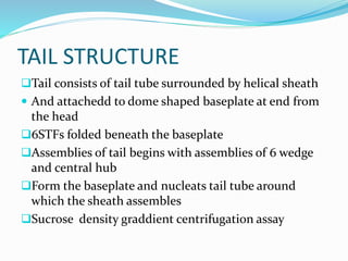 TAIL STRUCTURE
Tail consists of tail tube surrounded by helical sheath
 And attachedd to dome shaped baseplate at end from
the head
6STFs folded beneath the baseplate
Assemblies of tail begins with assemblies of 6 wedge
and central hub
Form the baseplate and nucleats tail tube around
which the sheath assembles
Sucrose density graddient centrifugation assay
 
