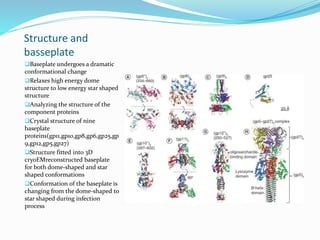 Structure and
basseplate
Baseplate undergoes a dramatic
conformational change
Relaxes high energy dome
structure to low energy star shaped
structure
Analyzing the structure of the
component proteins
Crystal structure of nine
baseplate
proteins(gp11,gp10,gp8,gp6,gp25,gp
9,gp12,gp5,gp27)
Structure fitted into 3D
cryoEMreconstructed baseplate
for both dome-shaped and star
shaped conformations
Conformation of the baseplate is
changing from the dome-shaped to
star shaped during infection
process
 