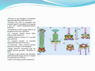 Proteins at the periphery of baseplate
(gp11,gp10,gp9)have 3fold symmetry
Connect the LTFs to baseplate and
transmit signal to baseplate on recognize
a host cell surface lipopolysaccharide
molecule
Attachment of LTFs is gp9 which ia an
elongated trimer has 3 domains
N- terminal domain forms alpha
helical ,triple coiled coil
Middle domain consists of 7 stranded
beta sandwich
C terminal domain -8 stranded
antiparallel beta barrel structure
It assocciate with a trimeric domain
associates with gp7 in the baseplate
Hinge between n-terminal and the
middle domain provides flexibility to
LTFs
Change in gp9 initiates the baseplate
conformational change result in transfer
of t4 genome into the host
Gp10 is the largest protein component
 