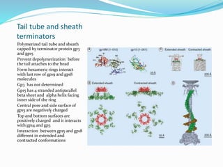 Tail tube and sheath
terminators
Polymerized tail tube and sheath
capped by terminator protein gp3
and gp15
Prevent depolymerization before
the tail attaches to the head
Form hexameric rings interact
with last row of gp19 and gp18
molecules
Gp3 has not determined
Gp15 has 4 stranded antiparallel
beta sheet and alpha helix facing
inner side of the ring
Central pore and side surface of
gp15 are negatively charged
Top and bottom surfaces are
positively charged and it interacts
with gp14 and gp3
Interaction between gp15 and gp18
different in extended and
contracted conformations
 