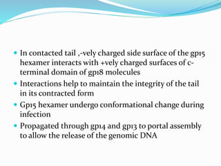  In contacted tail ,-vely charged side surface of the gp15
hexamer interacts with +vely charged surfaces of c-
terminal domain of gp18 molecules
 Interactions help to maintain the integrity of the tail
in its contracted form
 Gp15 hexamer undergo conformational change during
infection
 Propagated through gp14 and gp13 to portal assembly
to allow the release of the genomic DNA
 