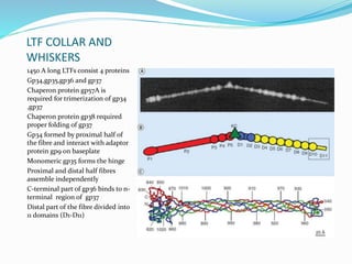 LTF COLLAR AND
WHISKERS
1450 A long LTFs consist 4 proteins
Gp34,gp35,gp36 and gp37
Chaperon protein gp57A is
required for trimerization of gp34
,gp37
Chaperon protein gp38 required
proper folding of gp37
Gp34 formed by proximal half of
the fibre and interact with adaptor
protein gp9 on baseplate
Monomeric gp35 forms the hinge
Proximal and distal half fibres
assemble independently
C-terminal part of gp36 binds to n-
terminal region of gp37
Distal part of the fibre divided into
11 domains (D1-D11)
 