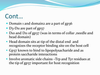 Cont…
 Domain 1 and domain2 are a part of gp36
 D3-D11 are part of gp37
 D10 and D11 of gp37 (was in terms of collar ,needle and
head domain)
 Head domain sits at tip of the distal end and
recognizes the receptor binding site on the host cell
 Gp37 known to bind to lipopolysacharide and as
protein saccharide interactions
 Involve aromatic side chains –Trp and Tyr residues at
the tip of gp37 important for host recognition
 