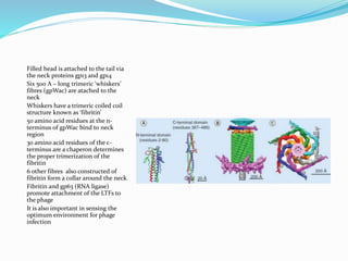 Filled head is attached to the tail via
the neck proteins gp13 and gp14
Six 500 A – long trimeric ‘whiskers’
fibres (gpWac) are atached to the
neck
Whiskers have a trimeric coiled coil
structure known as ‘fibritin’
50 amino acid residues at the n-
terminus of gpWac bind to neck
region
30 amino acid residues 0f the c-
terminus are a chaperon determines
the proper trimerization of the
fibritin
6 other fibres also constructed of
fibritin form a collar around the neck
Fibritin and gp63 (RNA ligase)
promote attachment of the LTFs to
the phage
It is also important in sensing the
optimum environment for phage
infection
 