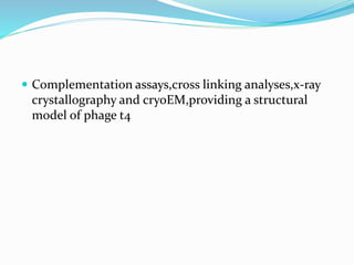  Complementation assays,cross linking analyses,x-ray
crystallography and cryoEM,providing a structural
model of phage t4
 