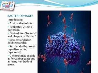 BACTERIOPHAGES
Introduction
A virus that infects
Replicates within a
bacterium
Derived from”bacteria”
and phagein to “devour”
Single stranded or
double stranded
Surrounded by protein
capsid(subunits
capsomere)
Genomes may encode
as few as four genes and
as many hundreds of
genes.
 