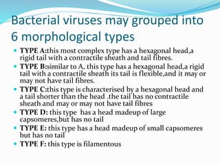 Bacterial viruses may grouped into
6 morphological types
 TYPE A:this most complex type has a hexagonal head,a
rigid tail with a contractile sheath and tail fibres.
 TYPE B:similar to A, this type has a hexagonal head,a rigid
tail with a contractile sheath its tail is flexible,and it may or
may not have tail fibres.
 TYPE C:this type is characterised by a hexagonal head and
a tail shorter than the head .the tail has no contractile
sheath and may or may not have tail fibres
 TYPE D: this type has a head madeup of large
capsomeres,but has no tail
 TYPE E: this type has a head madeup of small capsomeres
but has no tail
 TYPE F: this type is filamentous
 