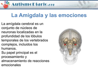 La Amigdala y las emociones
La amígdala cerebral es un
conjunto de núcleos de
neuronas localizadas en la
profundidad de los lóbulos
temporales de los vertebrados
complejos, incluidos los
humanos.
Su papel principal es el
procesamiento y
almacenamiento de reacciones
emocionales
 