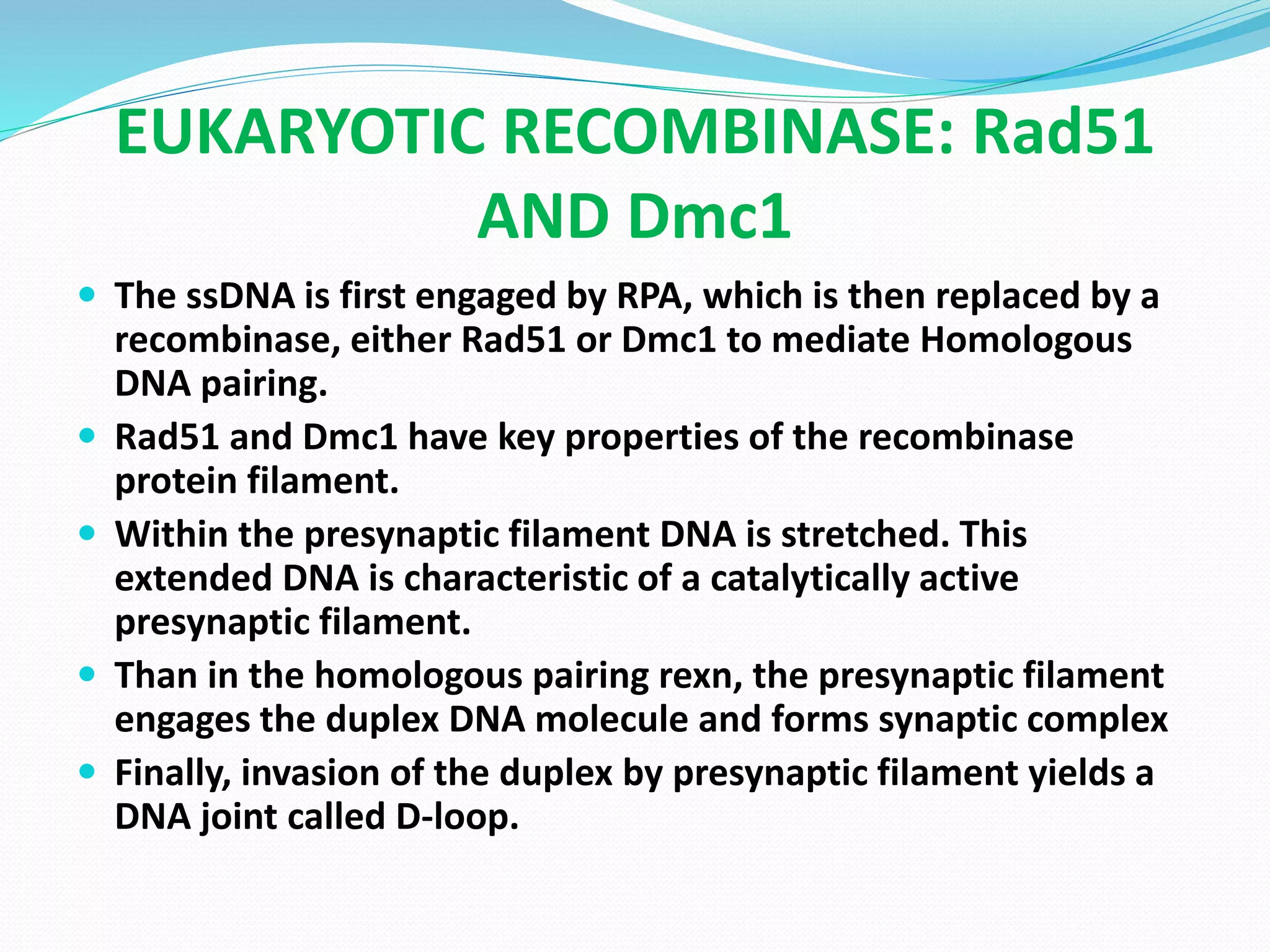 Dmc1 Rad51 Rpa Homologous Recombination Pathway Investigation | PPTX | Genetics | Science
