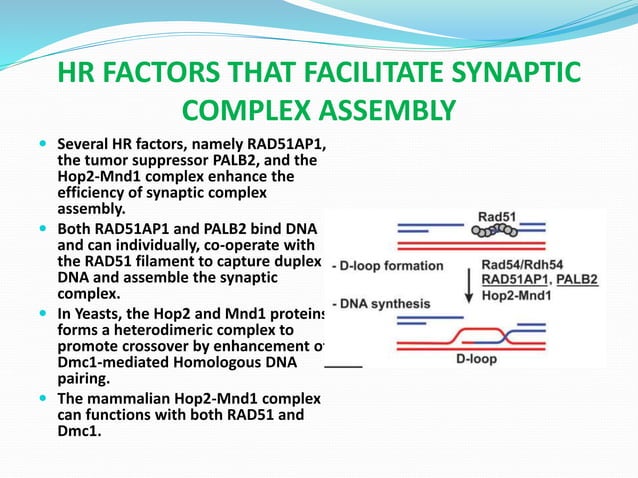 Homologous Recombination Pathway Investigation | PPT