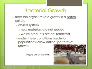 Bacterial Growth
o most lab organisms are grown in a batch
culture
 closed system
 new materials are not added
 waste products are not removed
 under these conditions bacteria
populations follow distinct patterns of
growth.
Algae batch cultures
 