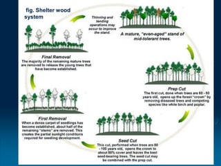 Natural Regeneration of few tree species | PDF