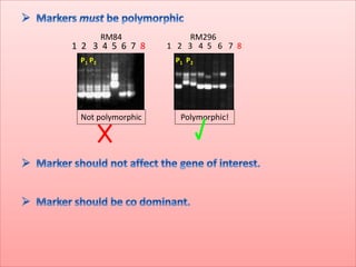 Barnase barstar system | PPTX