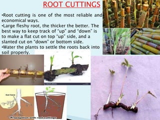 •Root cutting is one of the most reliable and
economical ways.
•Large fleshy root, the thicker the better. The
best way to keep track of “up” and “down” is
to make a flat cut on top “up” side, and a
slanted cut on “down” or bottom side.
•Water the plants to settle the roots back into
soil properly.
ROOT CUTTINGS
 