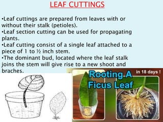 LEAF CUTTINGS
•Leaf cuttings are prepared from leaves with or
without their stalk (petioles).
•Leaf section cutting can be used for propagating
plants.
•Leaf cutting consist of a single leaf attached to a
piece of 1 to ½ inch stem.
•The dominant bud, located where the leaf stalk
joins the stem will give rise to a new shoot and
braches.
 