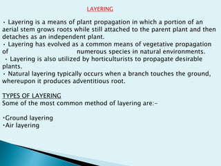 • Layering is a means of plant propagation in which a portion of an
aerial stem grows roots while still attached to the parent plant and then
detaches as an independent plant.
• Layering has evolved as a common means of vegetative propagation
of numerous species in natural environments.
• Layering is also utilized by horticulturists to propagate desirable
plants.
• Natural layering typically occurs when a branch touches the ground,
whereupon it produces adventitious root.
TYPES OF LAYERING
Some of the most common method of layering are:-
Ground layering
Air layering
LAYERING
 