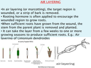 AIR LAYERING
•In air layering (or marcotting), the target region is
wounded, or a strip of bark is removed.
• Rooting hormone is often applied to encourage the
wounded region to grow roots.
•When sufficient roots have grown from the wound, the
stem from the parent plant is removed and planted.
• It can take the layer from a few weeks to one or more
growing seasons to produce sufficient roots. E.g.: Air
layering of Limonium dendroides
 