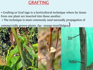 GRAFTING
• Grafting or Graf tage is a horticultural technique where by tissue
from one plant are inserted into those another.
• The technique is most commonly used asexually propagation of
commercially grown plants. Eg:- mango tree(Malgoa)
 