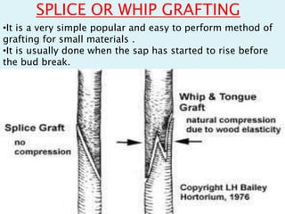 •It is a very simple popular and easy to perform method of
grafting for small materials .
•It is usually done when the sap has started to rise before
the bud break.
SPLICE OR WHIP GRAFTING
 