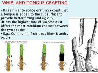 WHIP AND TONGUE GRAFTING
• It is similar to splice grafting except that
a tongue is added to the cut surface to
provide better fitting and rigidity.
•It has the highest rate of success as it
offers the most cambium contact between
the two species
• E.g.: Common in fruit trees like- Bramley
Apple
 