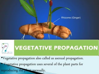 VEGETATIVE PROPAGATION
•Vegetative propagation also called as asexual propagation.
• Vegetative propagation uses several of the plant parts for
reproducing the plant asexually.
 