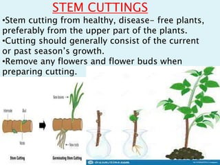 STEM CUTTINGS
•Stem cutting from healthy, disease- free plants,
preferably from the upper part of the plants.
•Cutting should generally consist of the current
or past season’s growth.
•Remove any flowers and flower buds when
preparing cutting.
 