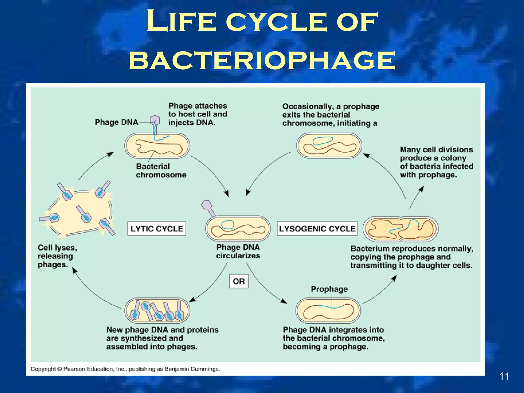 Life cycle of
bacteriophage
11
 