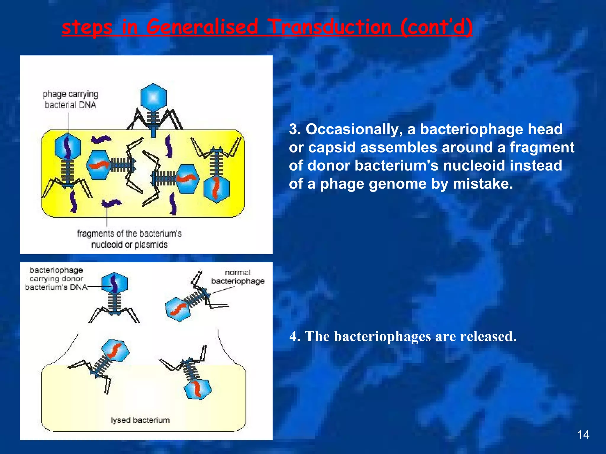 14
3. Occasionally, a bacteriophage head
or capsid assembles around a fragment
of donor bacterium's nucleoid instead
of a phage genome by mistake.
steps in Generalised Transduction (cont’d)
4. The bacteriophages are released.
 