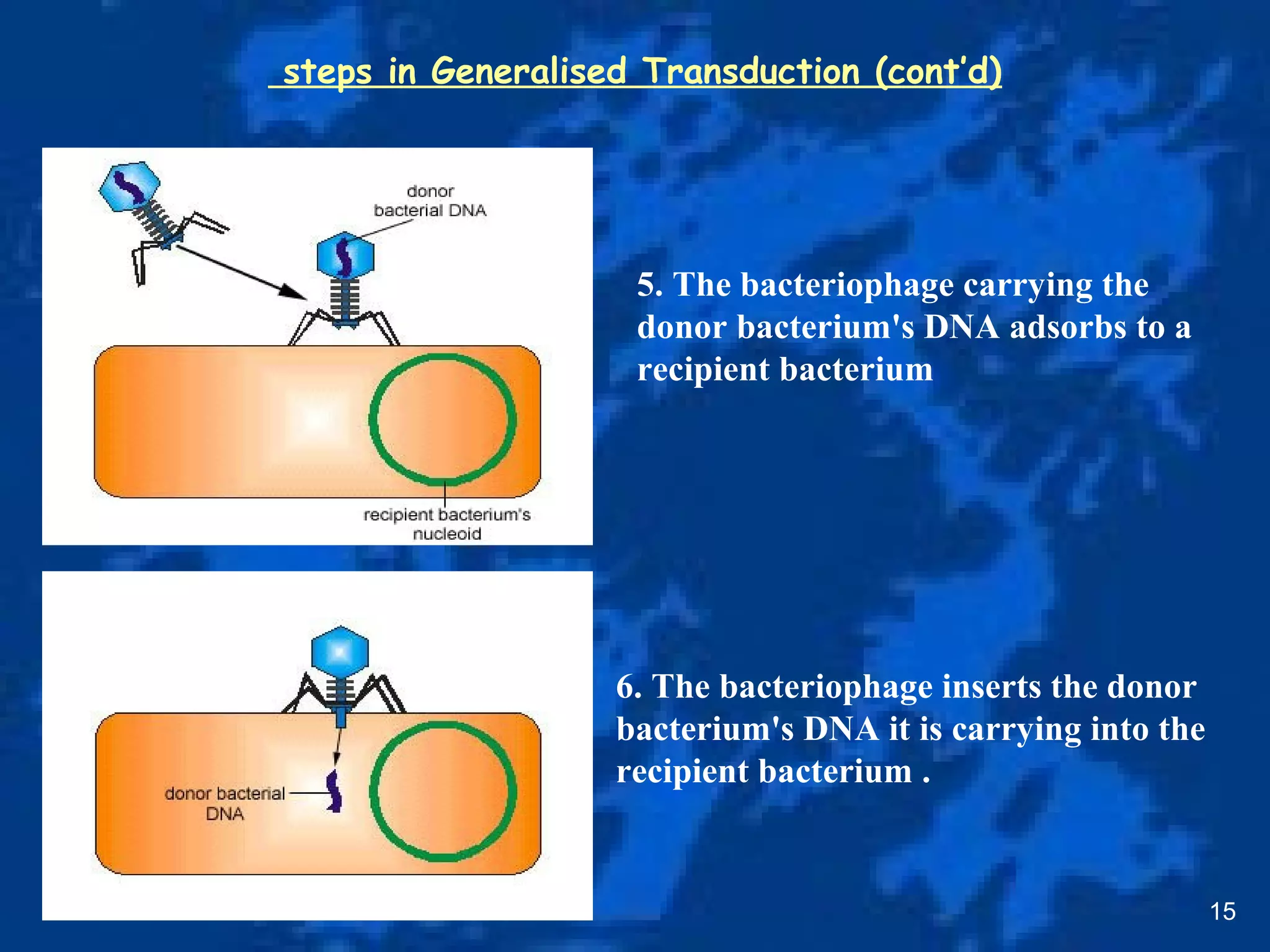 steps in Generalised Transduction (cont’d)
15
5. The bacteriophage carrying the
donor bacterium's DNA adsorbs to a
recipient bacterium
6. The bacteriophage inserts the donor
bacterium's DNA it is carrying into the
recipient bacterium .
 