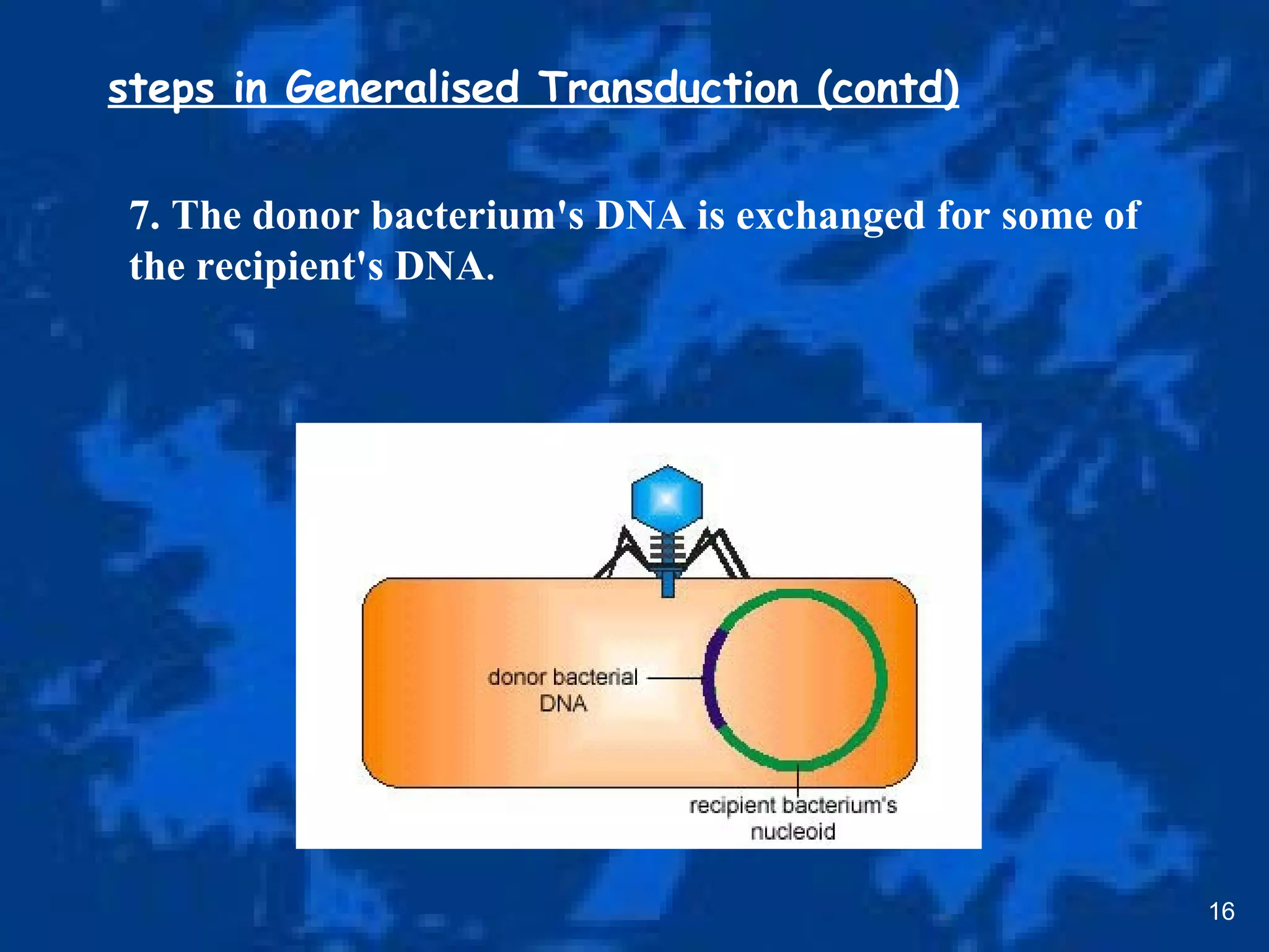 16
steps in Generalised Transduction (contd)
7. The donor bacterium's DNA is exchanged for some of
the recipient's DNA.
 