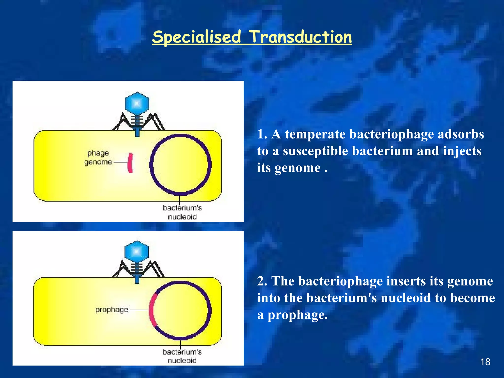 Specialised Transduction
18
1. A temperate bacteriophage adsorbs
to a susceptible bacterium and injects
its genome .
2. The bacteriophage inserts its genome
into the bacterium's nucleoid to become
a prophage.
 