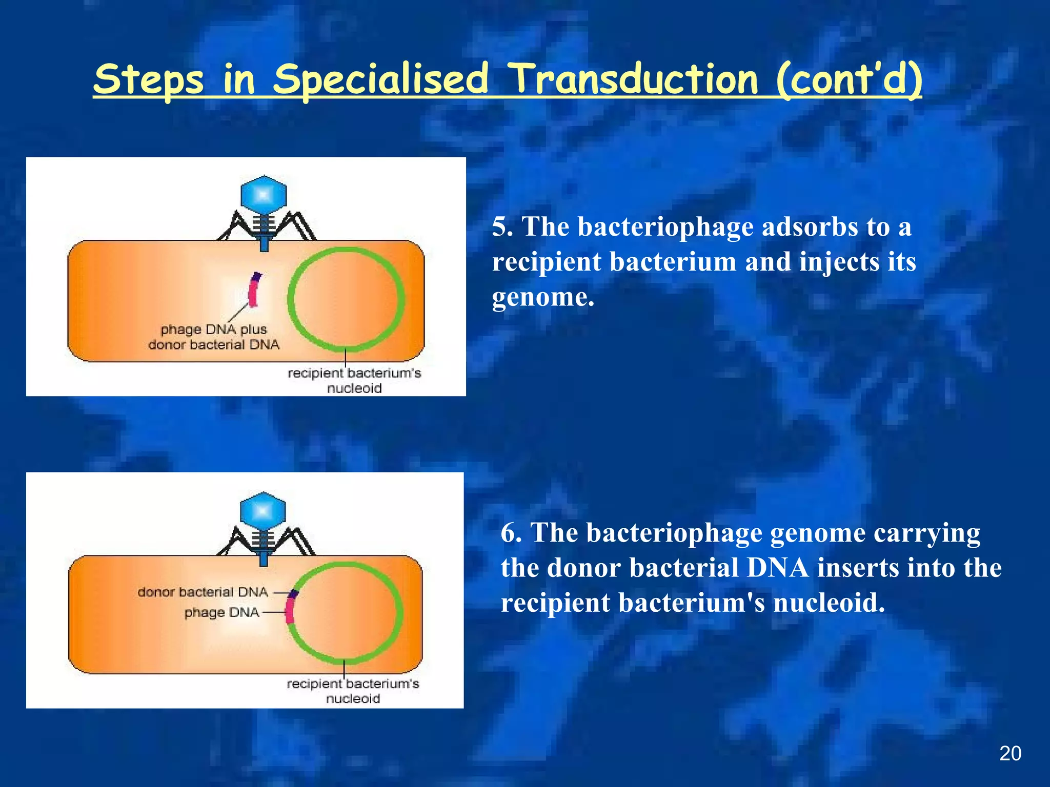 Steps in Specialised Transduction (cont’d)
20
5. The bacteriophage adsorbs to a
recipient bacterium and injects its
genome.
6. The bacteriophage genome carrying
the donor bacterial DNA inserts into the
recipient bacterium's nucleoid.
 