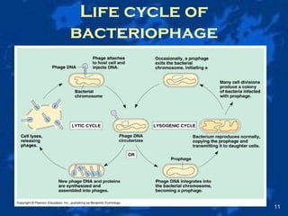 Life cycle of
bacteriophage
11
 