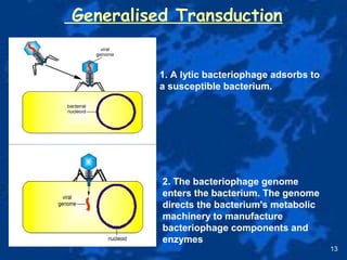 Generalised Transduction
13
1. A lytic bacteriophage adsorbs to
a susceptible bacterium.
2. The bacteriophage genome
enters the bacterium. The genome
directs the bacterium's metabolic
machinery to manufacture
bacteriophage components and
enzymes
 