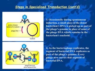 Steps in Specialised Transduction (cont’d)
19
3. Occasionally during spontaneous
induction, a small piece of the donor
bacterium's DNA is picked up as part of
the phage's genome in place of some of
the phage DNA which remains in the
bacterium's nucleoid.
4. As the bacteriophage replicates, the
segment of bacterial DNA replicates as
part of the phage's genome. Every
phage now carries that segment of
bacterial DNA.
 