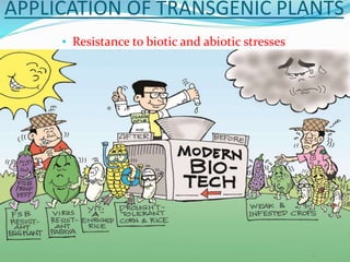 APPLICATION OF TRANSGENIC PLANTS
• Resistance to biotic and abiotic stresses
 