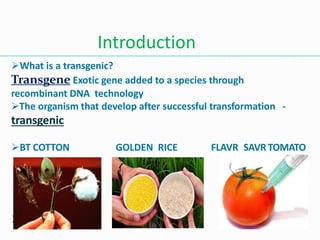 What is a transgenic?
Transgene Exotic gene added to a species through
recombinant DNA technology
The organism that develop after successful transformation -
transgenic
BT COTTON GOLDEN RICE FLAVR SAVR TOMATO

Introduction
 