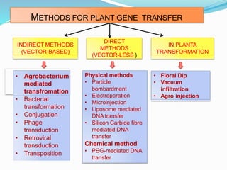 METHODS FOR PLANT GENE TRANSFER
INDIRECT METHODS
(VECTOR-BASED)
DIRECT
METHODS
(VECTOR-LESS )
• Agrobacterium
mediated
transfromation
• Bacterial
transformation
• Conjugation
• Phage
transduction
• Retroviral
transduction
• Transposition
IN PLANTA
TRANSFORMATION
Physical methods
• Particle
bombardment
• Electroporation
• Microinjection
• Liposome mediated
DNA transfer
• Silicon Carbide fibre
mediated DNA
transfer
Chemical method
• PEG-mediated DNA
transfer
• Floral Dip
• Vacuum
infiltration
• Agro injection
 