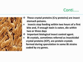  These crystal proteins (Cry proteins) are insect
stomach poisons.
 Insects stop feeding within two hours of a first
bite and, if enough toxin is eaten, die within
two or three days
 Important biological insect control agent.
 Bt crystals, sometimes referred as insecticidal
crystal proteins (ICP), are protein crystals
formed during sporulation in some Bt strains
coded by cry genes.
Conti.....
 