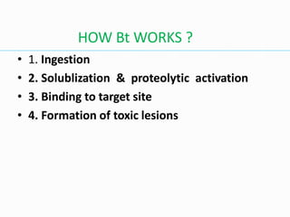 • 1. Ingestion
• 2. Solublization & proteolytic activation
• 3. Binding to target site
• 4. Formation of toxic lesions
HOW Bt WORKS ?
 