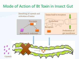 Mode of Action of Bt Toxin in Insect Gut
 