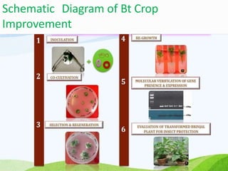 Schematic Diagram of Bt Crop
Improvement
 
