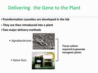 Delivering the Gene to the Plant
•Transformation cassettes are developed in the lab
• They are then introduced into a plant
•Two major delivery methods
• Agrobacterium
Tissue culture
required to generate
transgenic plants
• Gene Gun
 