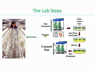 The Lab Steps
 
