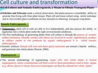 Cell Culture and Somatic Embryogenesis, a Means to Obtain TransgenicPlants
Scheiden and Schwann made a critical observation, that plants possess a remarkable ability to
generate free-living cells from plant tissues. Plant cell and tissue culture using sterile technique
and in vitro (within glass) conditions are key elements to obtaining transgenic crop plants.
Somatic Embryogenesis
Totipotentcy: plant cell or cells are able to live independently, and also possess the ability to
regenerate into a whole plant under the right environmental conditions.
The first methodology of generating plants from cell culture is through the process of somatic
embryo formation, whereby somatic cells (those not involved in sexual reproduction), produce
an embryo similar to one produced by zygotic embryogenesis it is called somatic
embryogenesis.
Somatic embryos formed with root and shoot apical meristems are termed a bipolar embryo,
and germinate into whole plants (Parrott, 2000).
Organogenesis
The second methodology of regenerating single cells into whole plants is termed
organogenesis, where a meristematic cell from a root or shoot primordiums used to form organs
(e.g. shoots, leaves or roots); these recovered organs can then be cultured into whole plants.
Cell culture and transformation
 