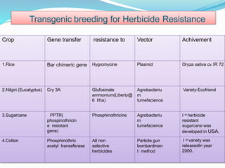 Transgenic breeding for Herbicide Resistance
Crop Gene transfer resistance to Vector Achivement
1.Rice Bar chimeric gene Hygromycine Plasmid Oryza sativa cv. IR 72
2.Nilgiri (Eucalyptus) Cry 3A Glufosinate
ammonium(Liberty@
6 l/ha)
Agrobacteriu
m
tumefacience
Variety-Ecofriend
3.Sugarcane PPTR(
phospinothricin
e resistant
gene)
Phosphinothricine Agrobacteriu
m
tumefacience
I st herbicide
resistant
sugarcane was
developed in USA.
4.Cotton Phosphinothric
acetyl transeferase
All non
selective
herbicides
Particle gun
bombardmen
t method
I st variety was
releasedIn year
2000.
 